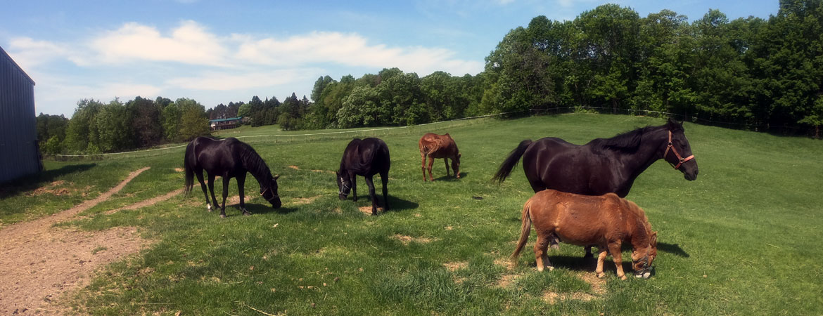 Rolling Hills Arabian Horses and Farm Tours